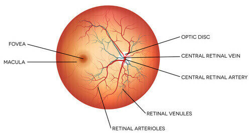 Diagram of the Retina