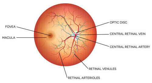 Retina Eye Surgery Cost