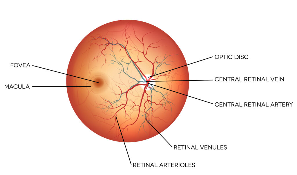 Human eye anatomy, retina, optic disc artery and vein etc. detailed illustration.